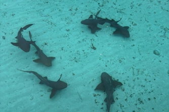 Roatan Nurse Shark Snorkeling Tour with Lunch